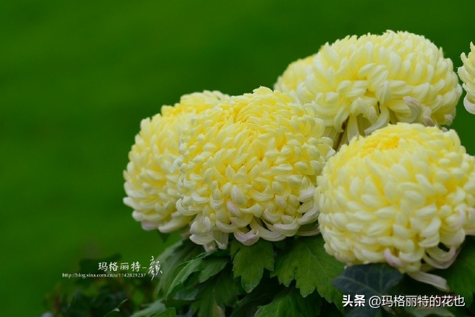 历史悠久的十大名花（海量美图），你选哪个做国花？