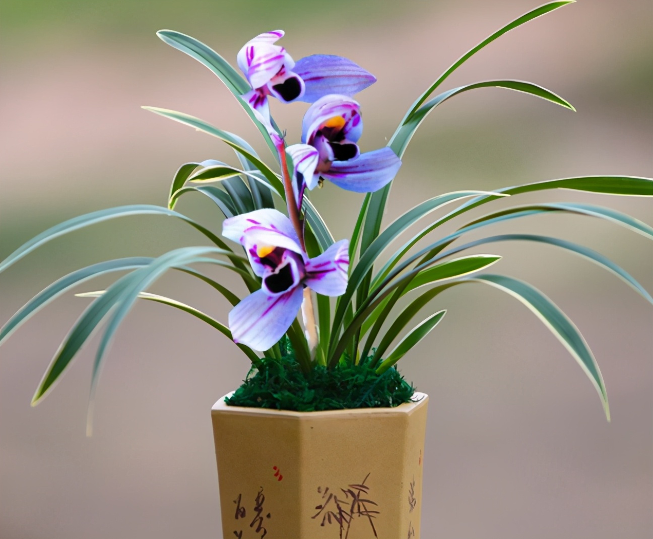 最好的兰花金边兰,名贵兰花品种图片金边兰