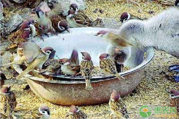 麻雀收益在哪,麻雀收益什么时候到账