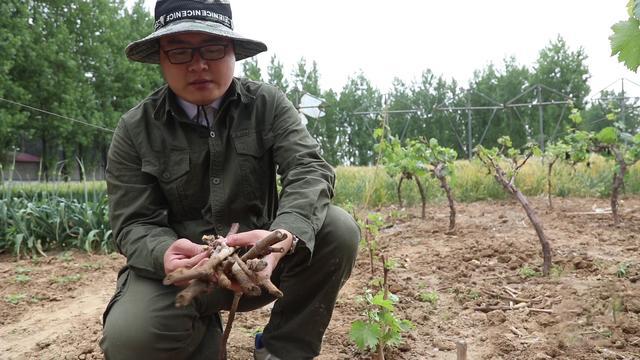 为什么自家种的葡萄不容易一起熟,为什么葡萄园拿回来种长得不一样