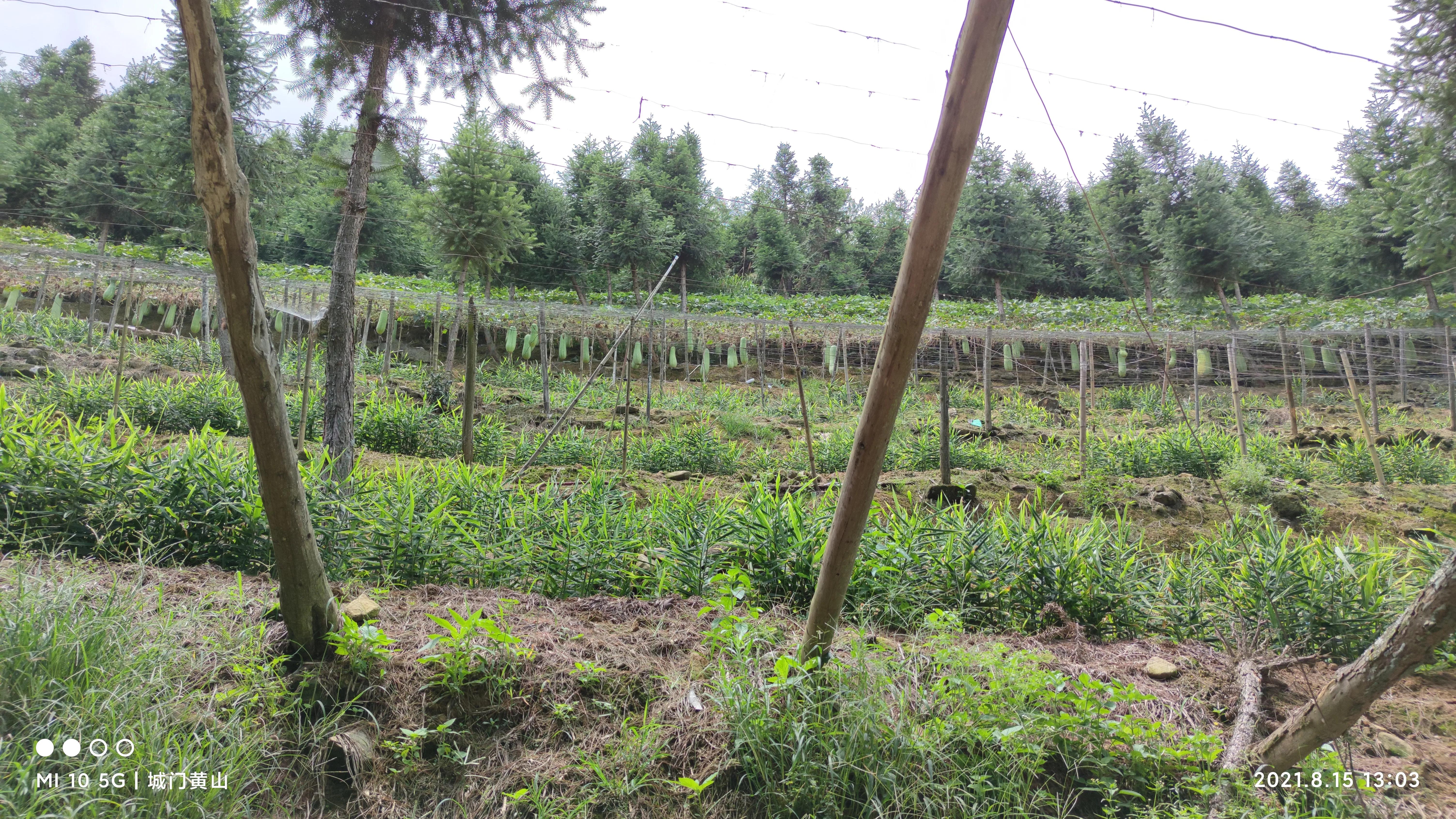 福州大湖乡冬瓜佛手瓜盛夏里在山里绽放