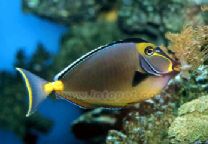 十大最好看的观赏鱼图片大全,十种最漂亮的观赏鱼图片