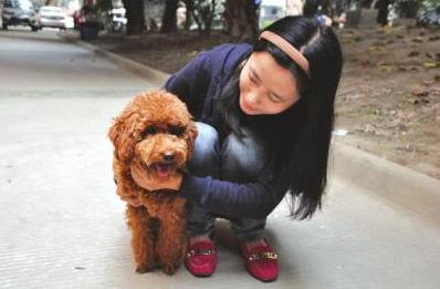 饲养泰迪犬记住7件事一生受益,养泰迪犬的6个变化你中了几个