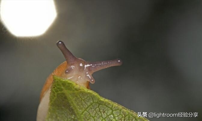 昆虫形象照拍摄技巧有哪些,昆虫拍摄布光方法