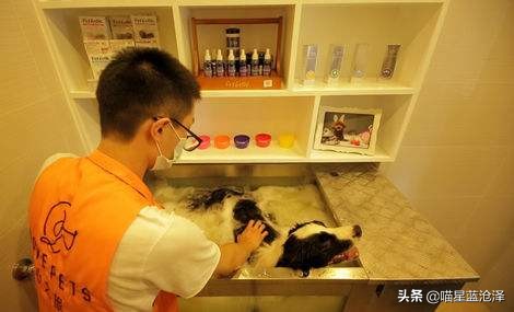 宠物spa的六大好处,宠物spa水疗