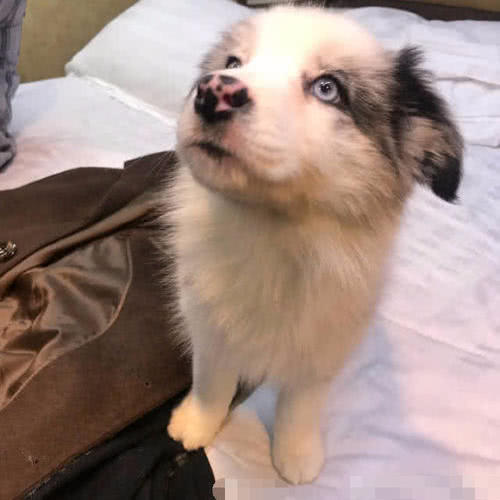 黄子韬被误伤的视频,黄子韬被狗狗咬