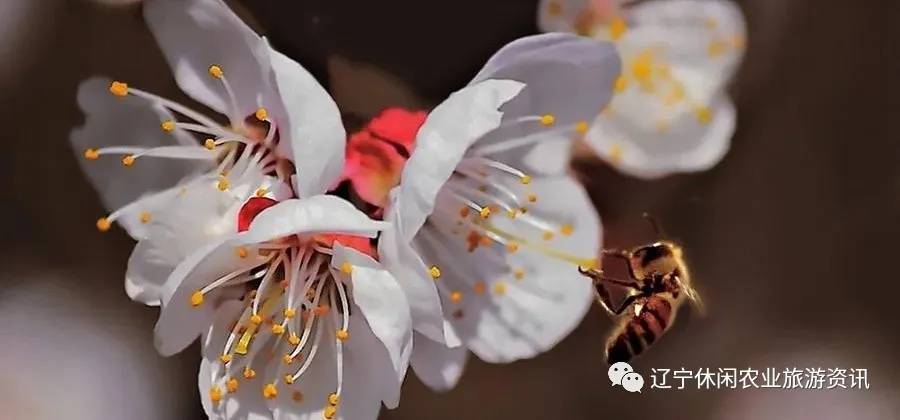 旅顺杏花村风景,旅顺杏花微雨醉春风