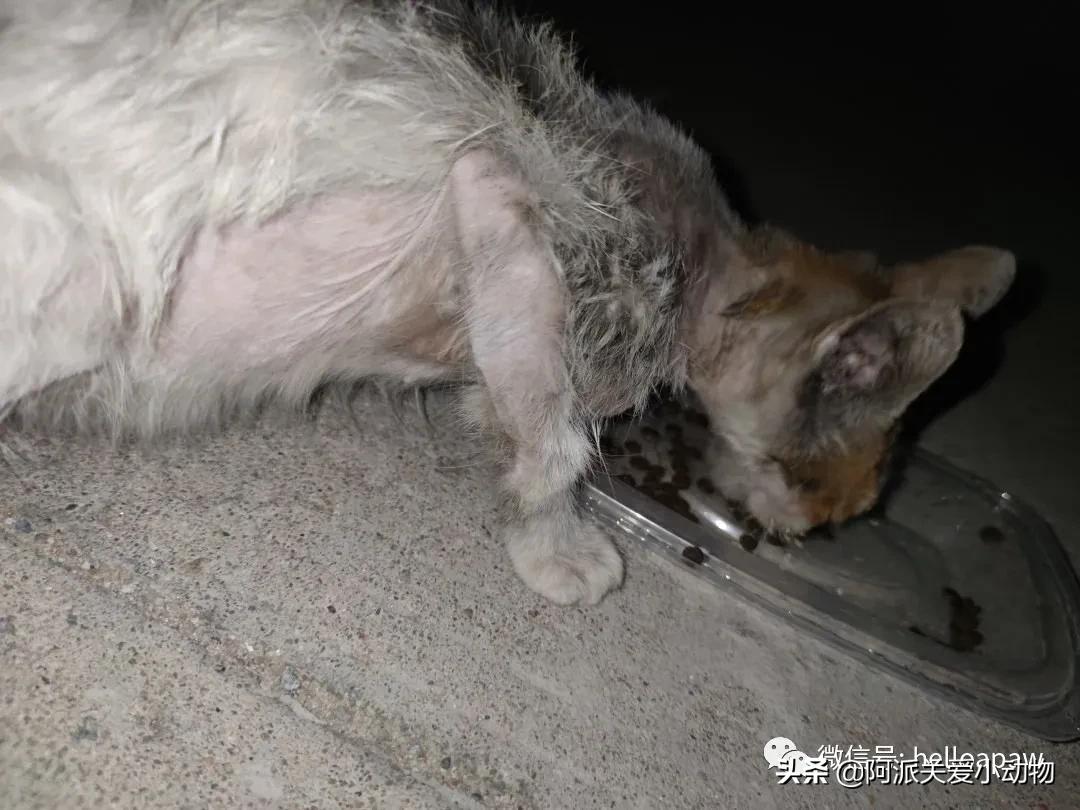 阿派志愿者救助一只流浪猫,阿派救助流浪猫