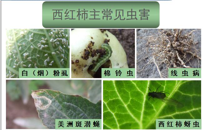 西红柿转色慢怎么解决,西红柿转色的最佳温度