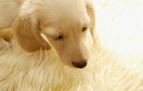 怎么训练狗狗出门一叫就回来,怎样训练狗狗一喊就过来