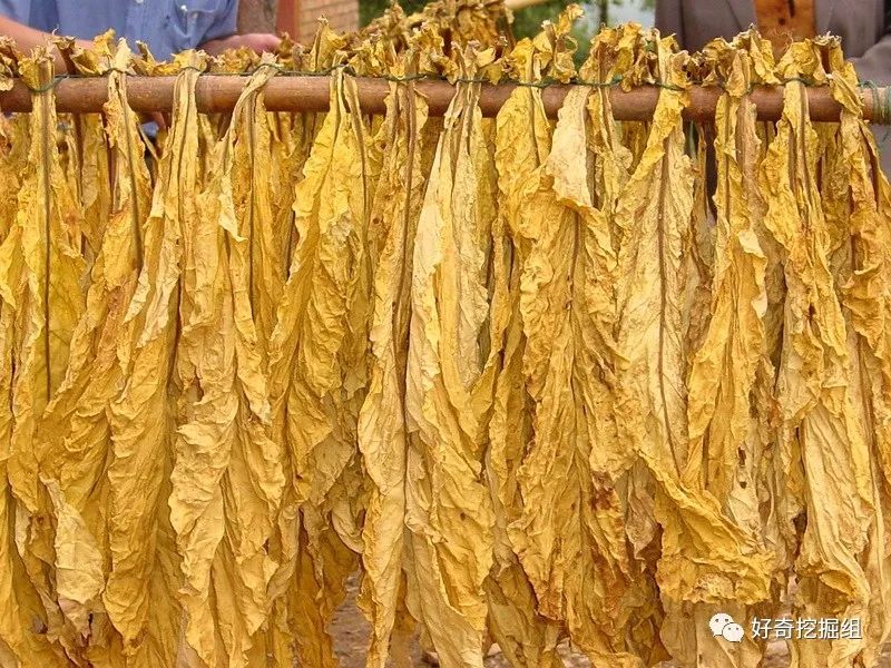 中国烟草牛吗,中烟为什么没有成为世界500强