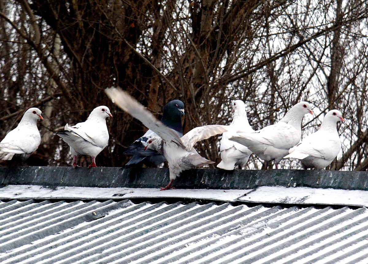 信鸽拉稀治疗方法,信鸽拉稀大便不成形