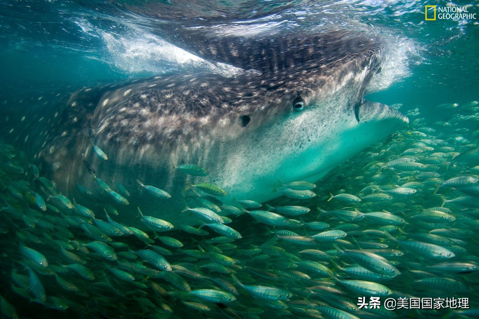 万中选一！大自然是怎样赋予照片灵魂的？