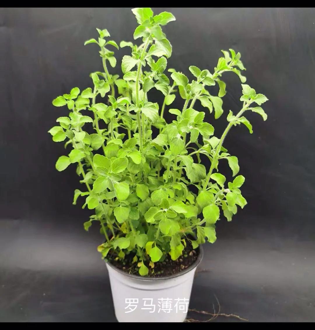 观花草本植物推荐,最具观赏性的观叶植物