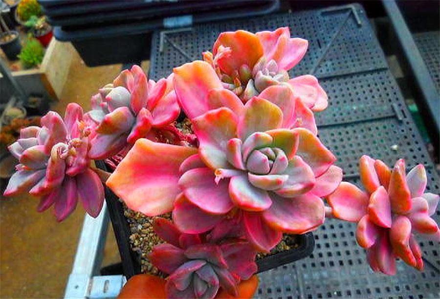 多肉彩虹糖养殖方法 (多肉彩虹糖和多肉紫乐哪个好养)