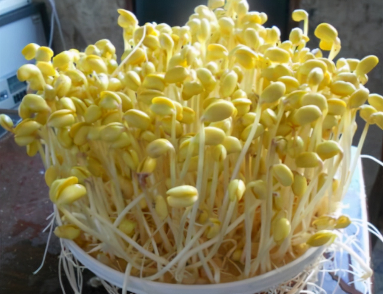 自己在家发豆芽的制作方法,在家发豆芽新做法