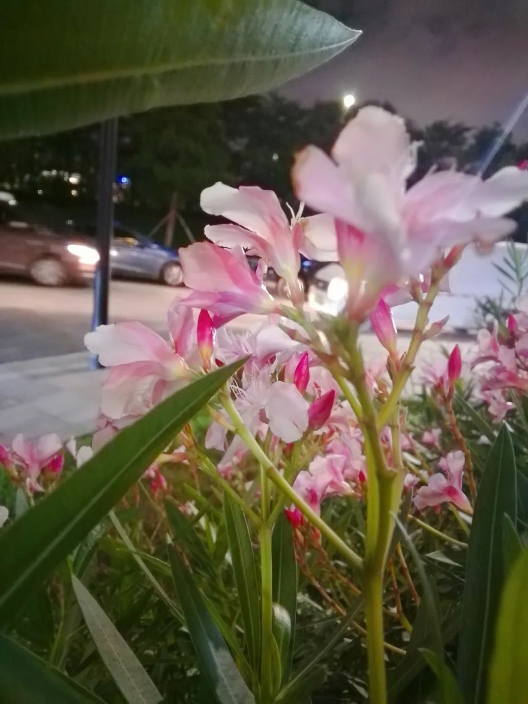 横琴奏一曲：瑜家的温馨丨初夏.珠海后花园畅游记