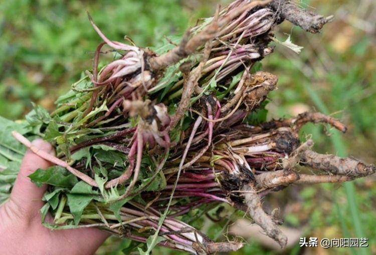 山上采摘的婆婆丁能喝吗,婆婆丁能和苦姑娘一起喝吗