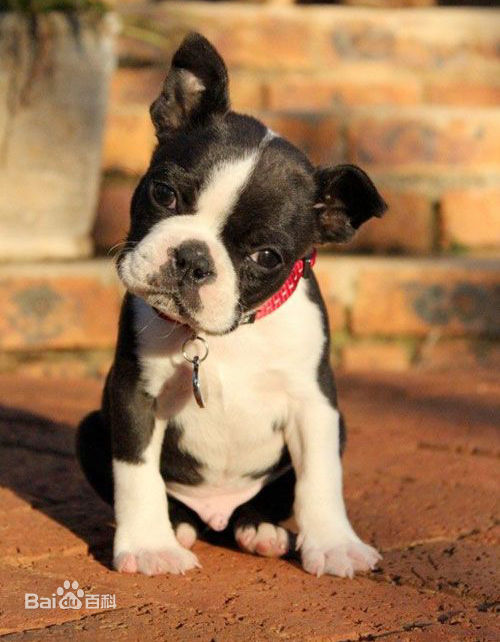 不掉毛无体味性格温顺的小型犬,宠物狗大全表