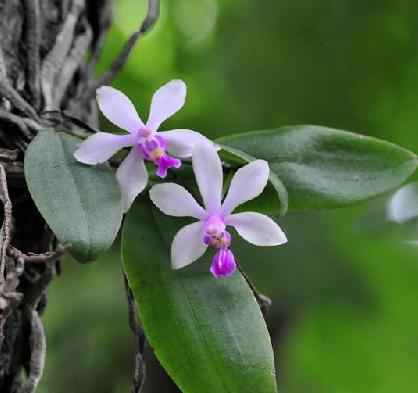 老中医可以给孩子起名吗,用中药名字给孩子取名可以吗