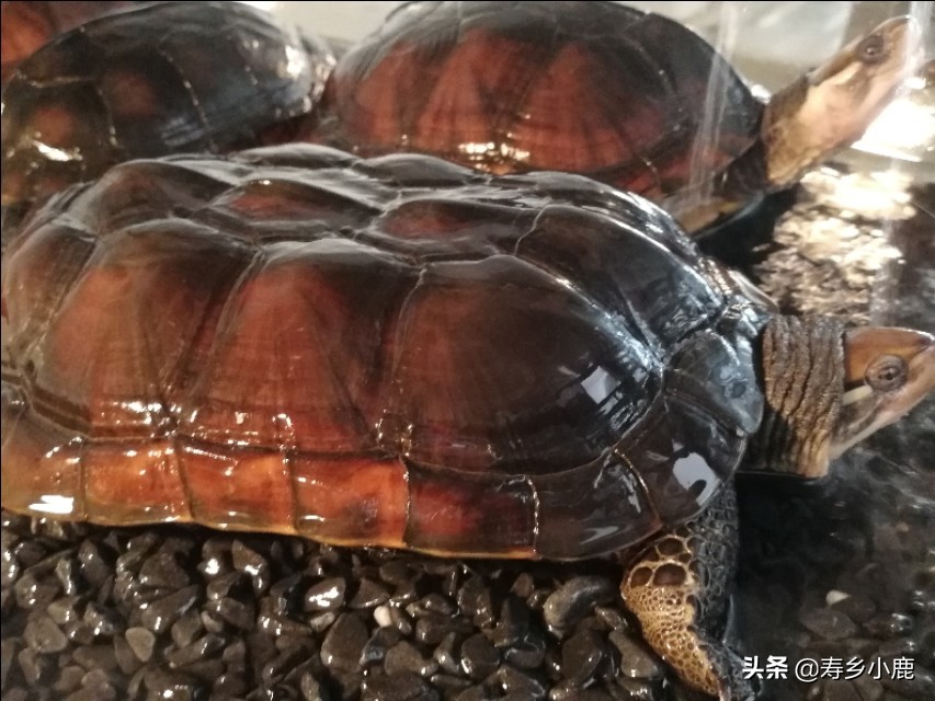 黄喉拟水龟苗子怎么养,黄喉拟水龟应该怎么放生