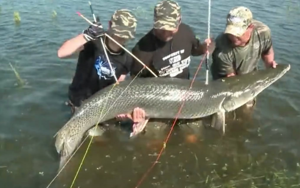 射鱼违法吗,射鱼违法怎么处罚