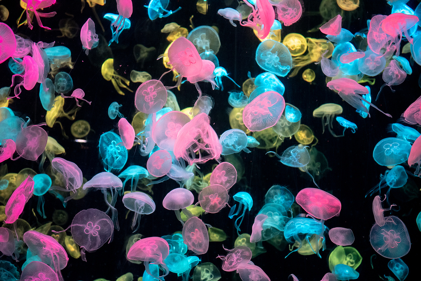 珠海长隆龙秀适合小朋友看吗,珠海长隆海洋王国值得打卡的地方