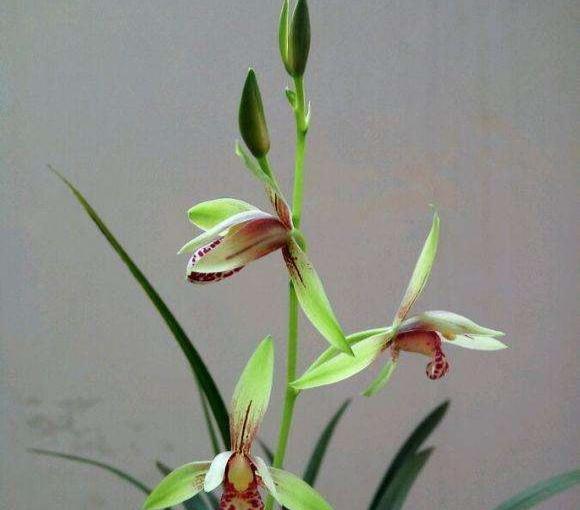 建兰花如何养护,建兰花几月份开花