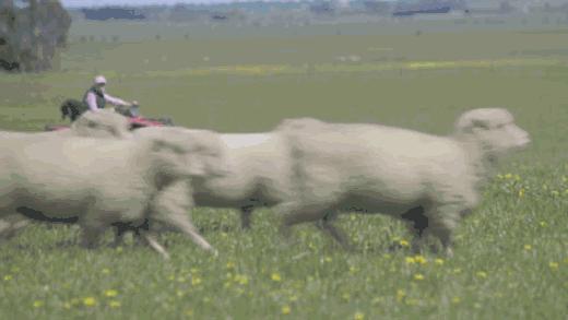 羊绒围巾很温暖,流行的羊绒围巾