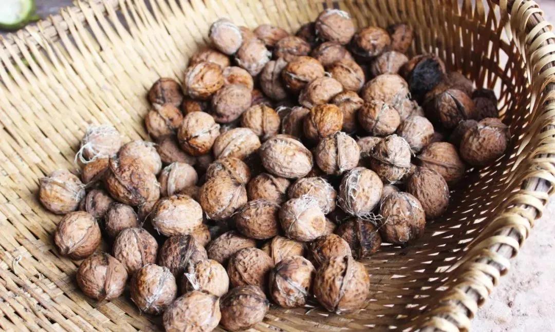 爬20米高用竹竿打下的这口“老树鲜核桃”，脆嫩鲜甜，别处买不到