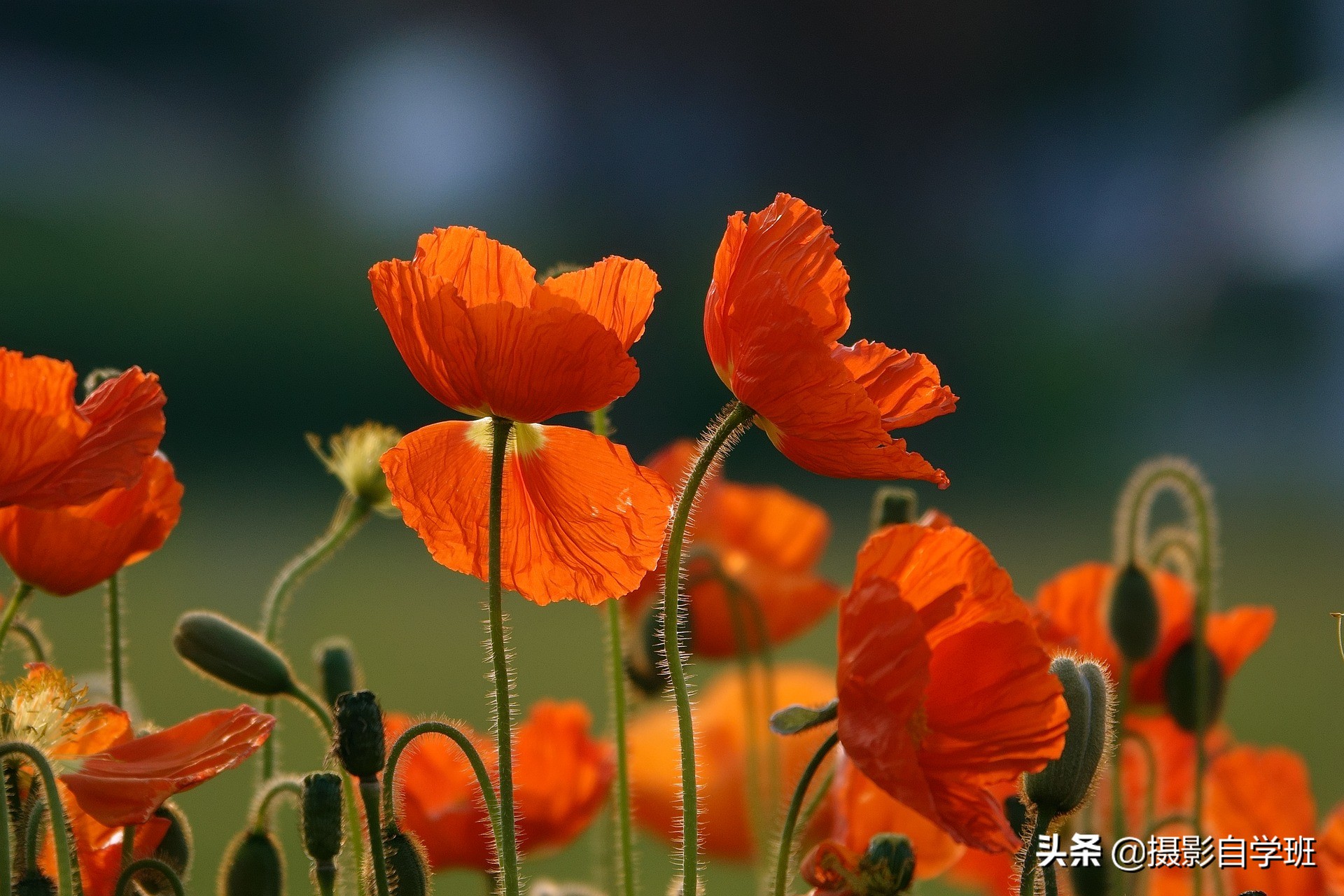 拍花朵怎么拍出来的又多又好看,怎样拍摄小花朵最好看
