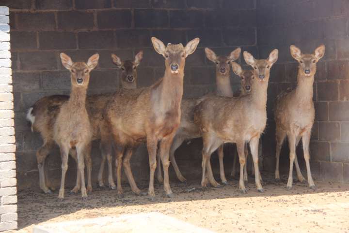 禁养犬种何去何从,禁养才是正道吗