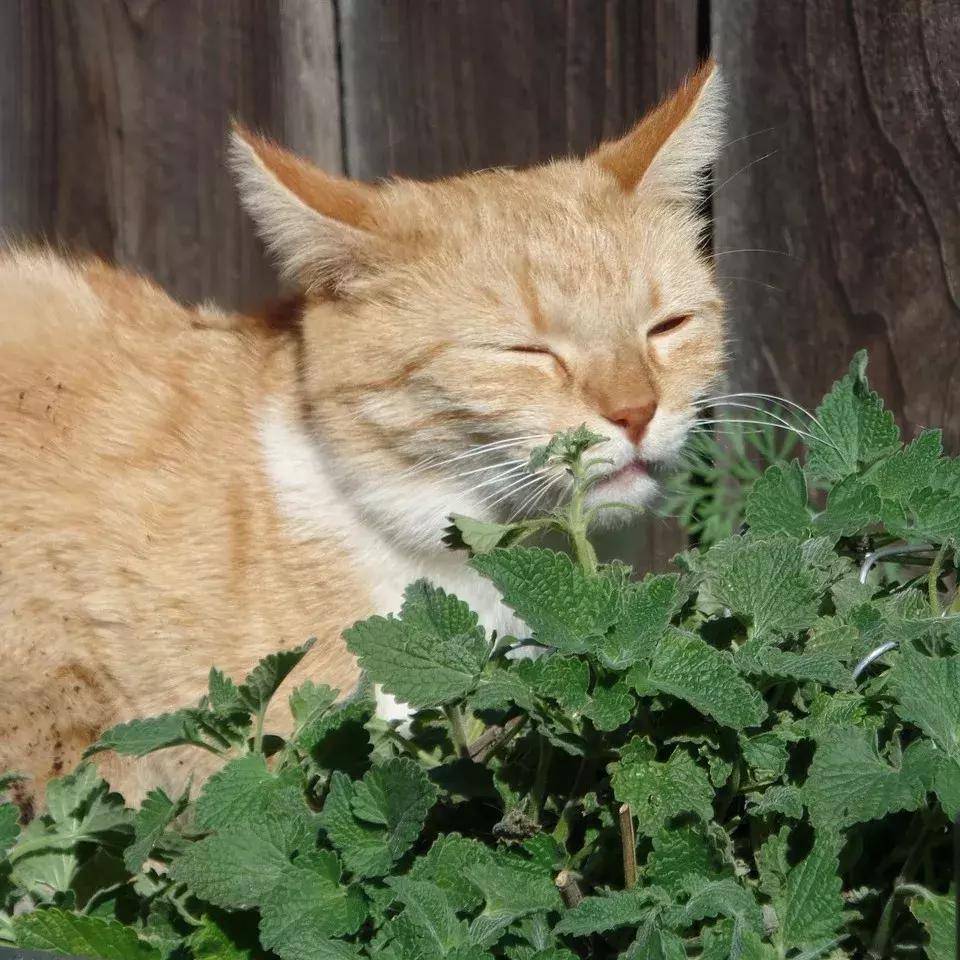 猫薄荷除蚊,猫猫驱蚊药怎么喂