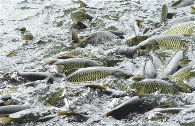 山区农村如何发家致富,农民收入低如何发家致富