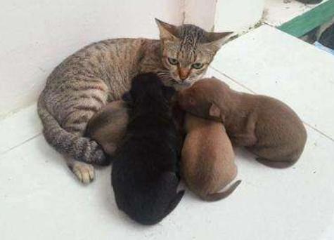 公猫肛门旁边有白点,公猫的肚皮有几颗小痘痘