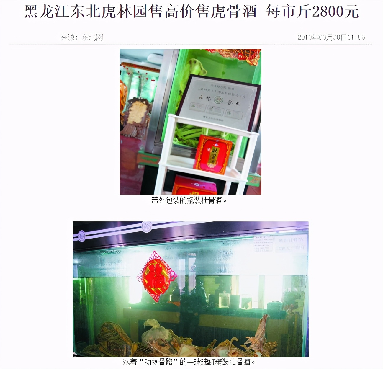 虎林园有1300只圈养虎，为什么还不野放？放了可能就是食人虎