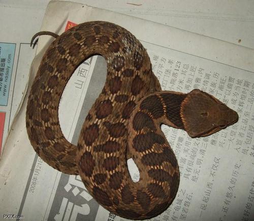 野外遇蛇怎么识别,在野外如何区分蛇有没有毒