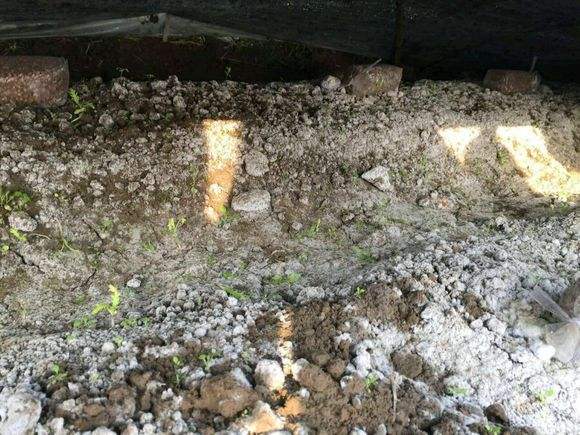 羊肚菌种植栽培技术视频教程（完整版）