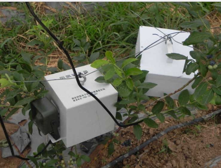 农村大哥蓝莓地里铺锯末，历经3年变身摇钱树，眼看成熟鸟吃光