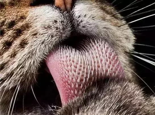 猫咪舔人又咬是什么意思啊,猫咪拿舌头舔主人的手代表什么