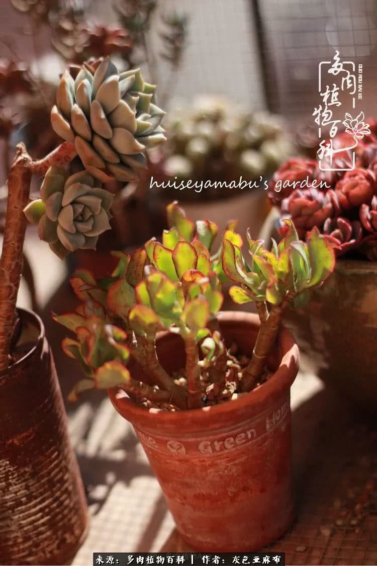 许我向你看,许我向你看演唱