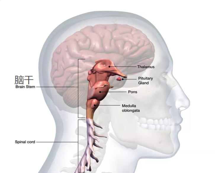 躯干还是头部？特种部队*击狙**手执行任务时究竟瞄哪里