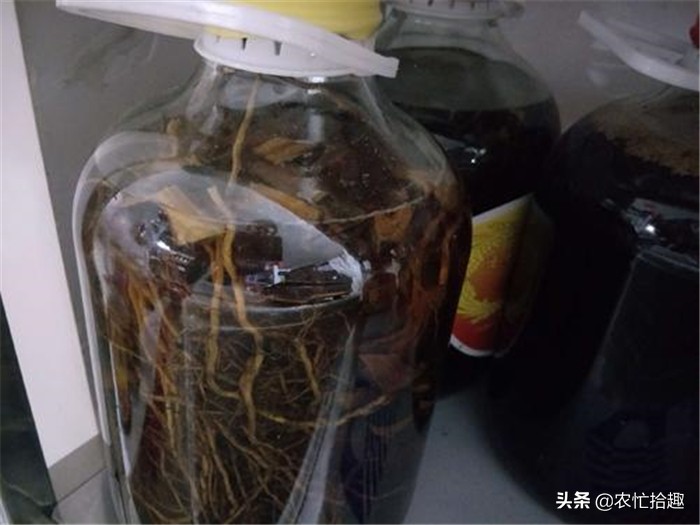 绂忓缓鐓叉堡鐨勪簲鎸囨瘺妗冩牴,骞夸笢浜旀寚姣涙妞板瓙鐓叉堡