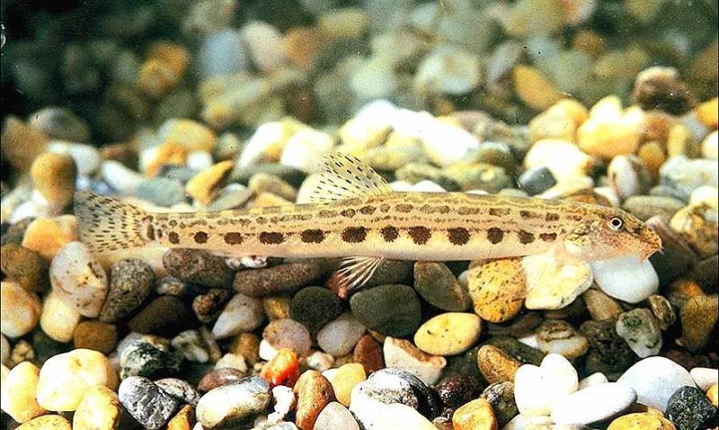 野生泥鳅品种图片大全大图,最大的泥鳅图片大全