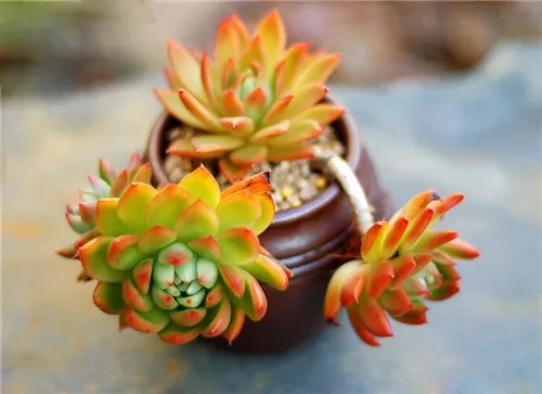 多肉老桩速成法根本用不了三五年,多肉怎么养成老桩小技巧