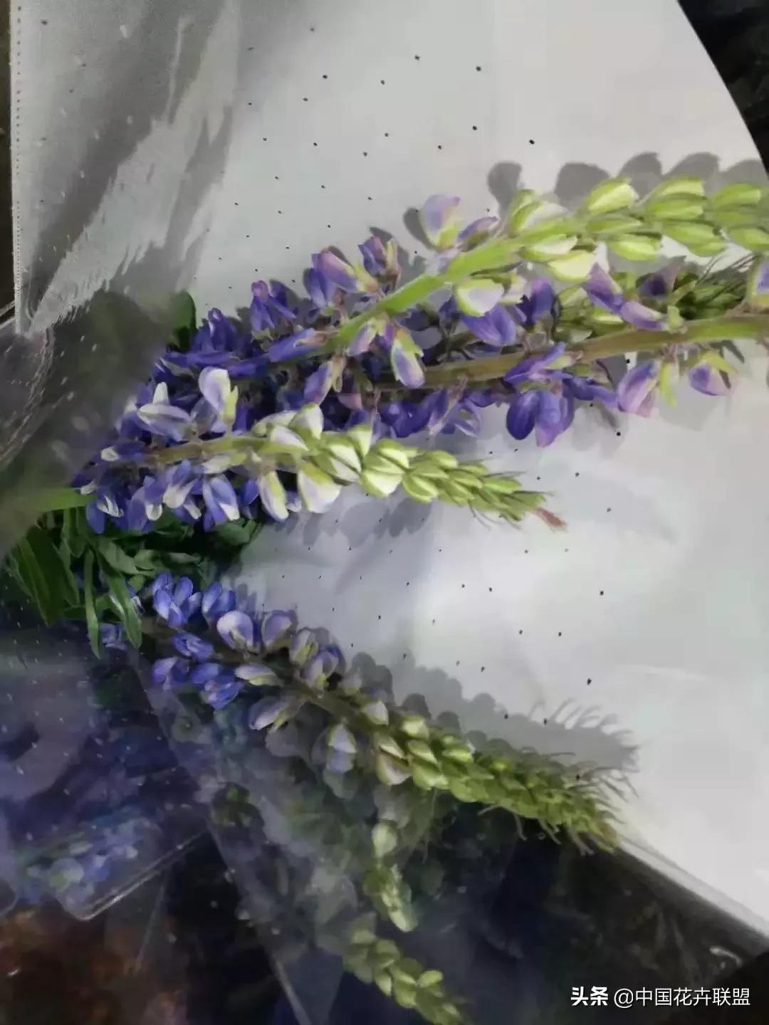 春天花市有哪些花材,便宜又大把的花材有哪些