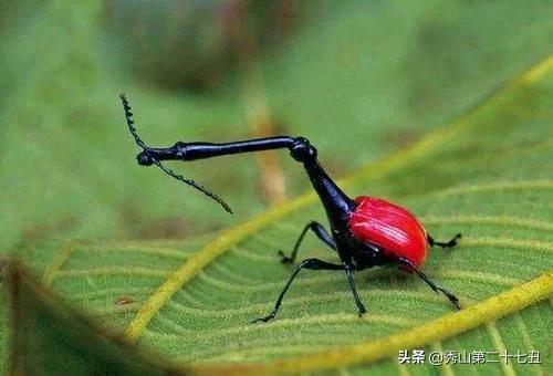 最强节肢动物排行榜,攻击力最强的十种节肢动物