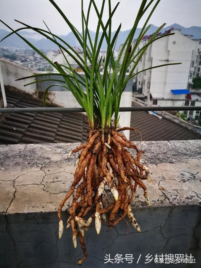 兰花不服盆的原因,为什么你的兰花总养死