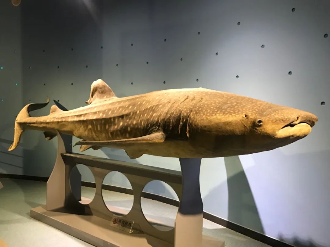 济南动物王国一日游详细攻略,济南一日游动物园