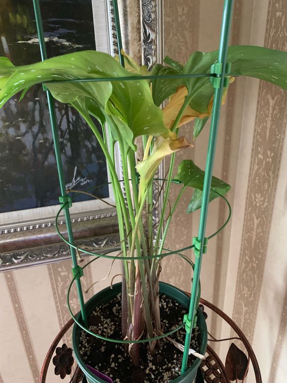 马蹄莲养不好，注意3点细节，黄叶变绿叶